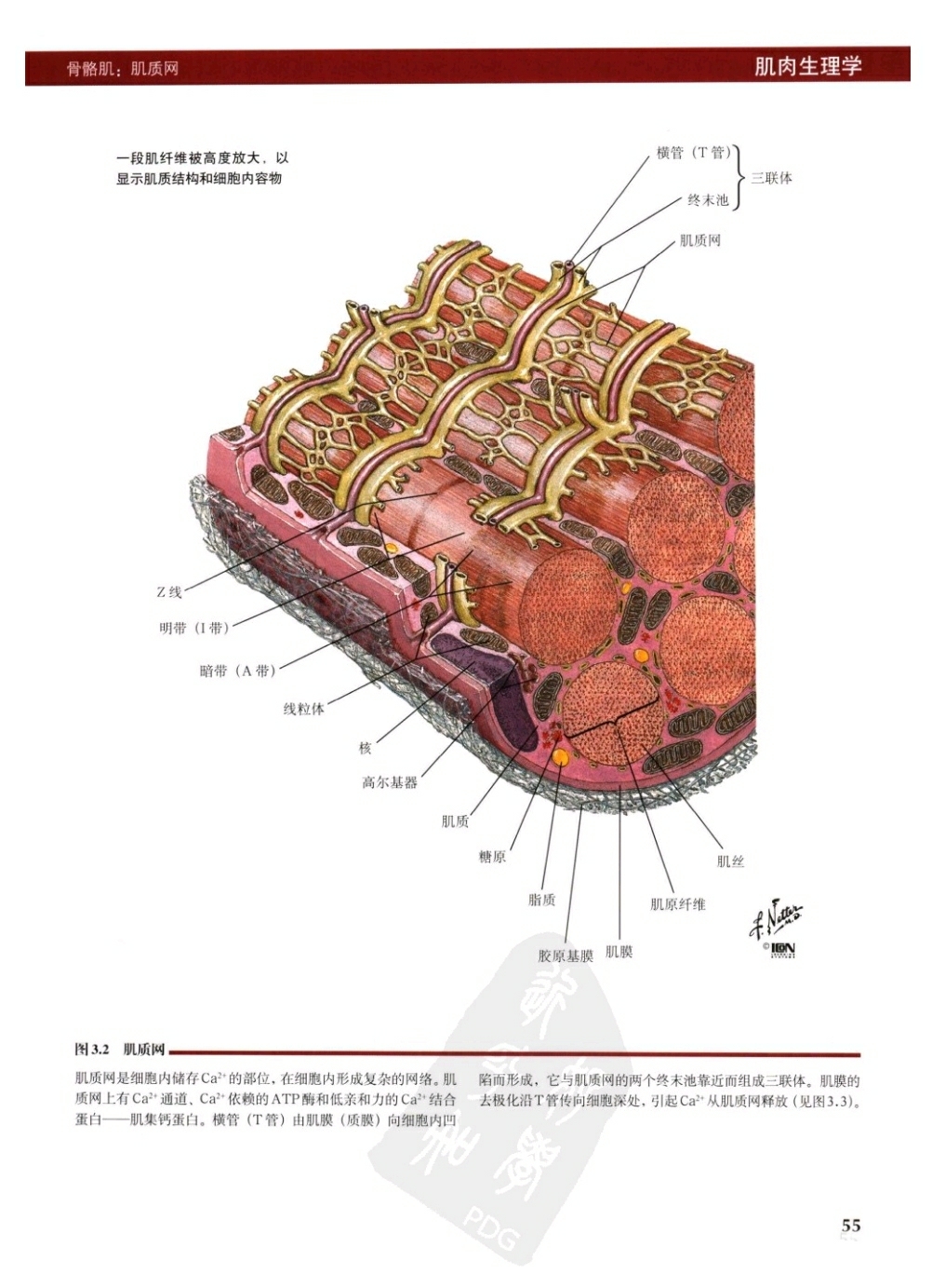 生理学横纹肌结构