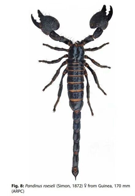 统治者帝王蝎Pandinus imperator