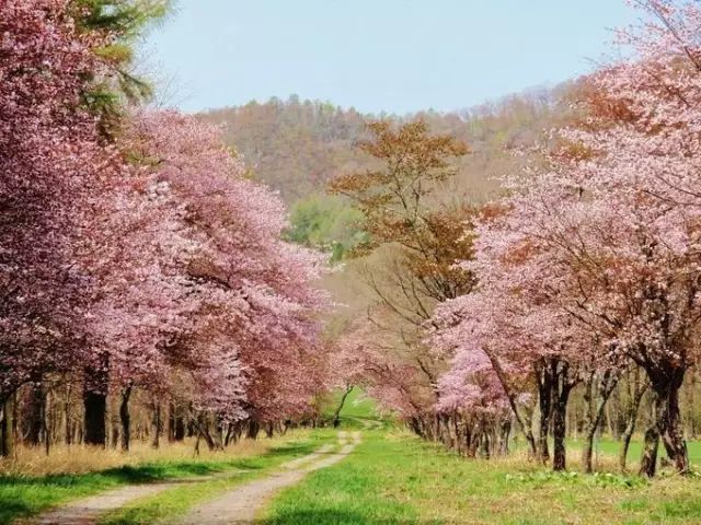 四,樱吹雪,花满河