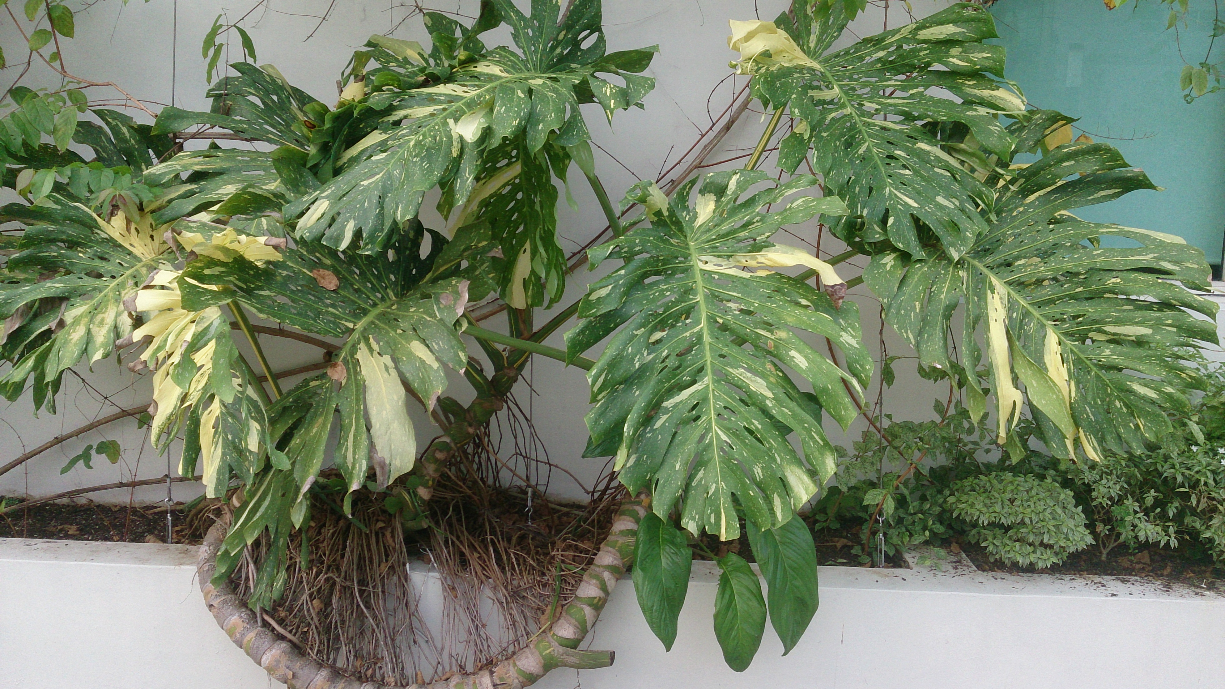 【植物图鉴】你见过或没见过的网红 龟背竹属monstera