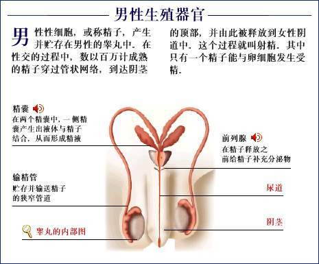 史上最全的人体(组织器官)全图