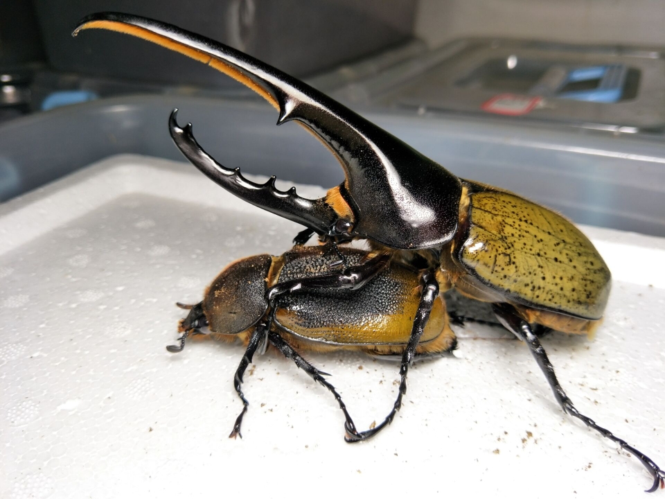 小伙伴们想不想饲养世界上最大的甲虫呢?