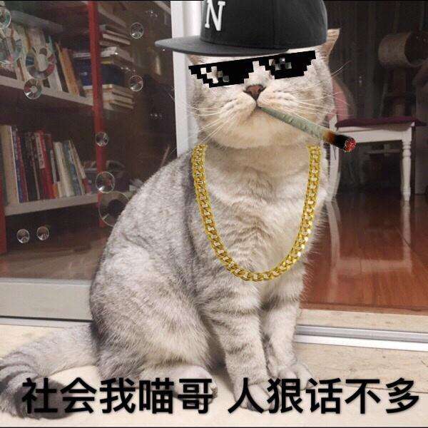 社会你猫哥,喵狠话不多!