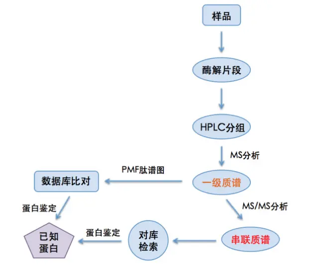 蛋白质质谱鉴定的那些事