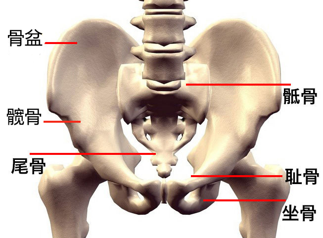 骶(di)骨:从背后沿着脊椎一直往下摸,腰部以下微微凸起的地方是骶骨