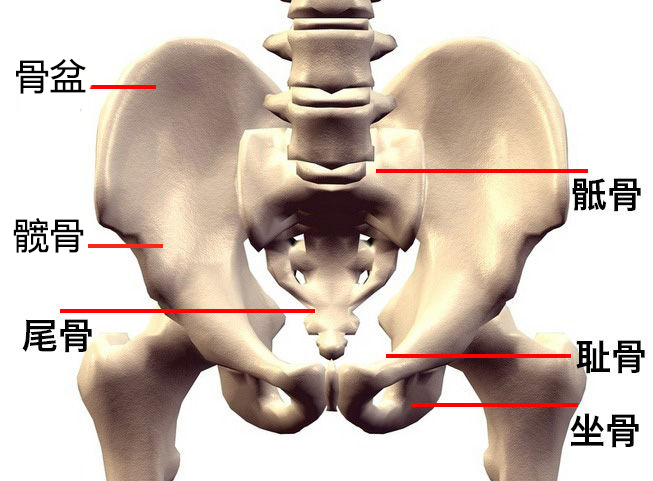 臀部骨头示范图
