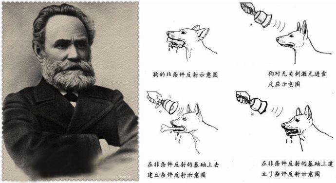 不只限于分泌唾液的狗——巴浦洛夫经典条件反射