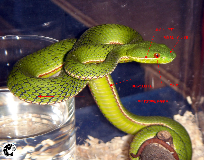 竹叶青属(trimeresurus)俗称青竹丝(台湾流焦尾巴,为蝰蛇科viperidae