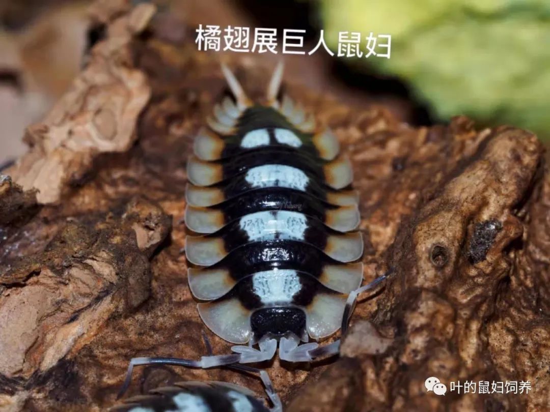 宠物鼠妇饲养粗略简介