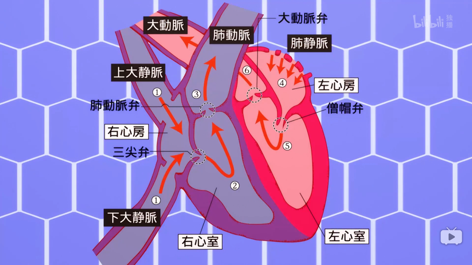心脏处血液循环示意图