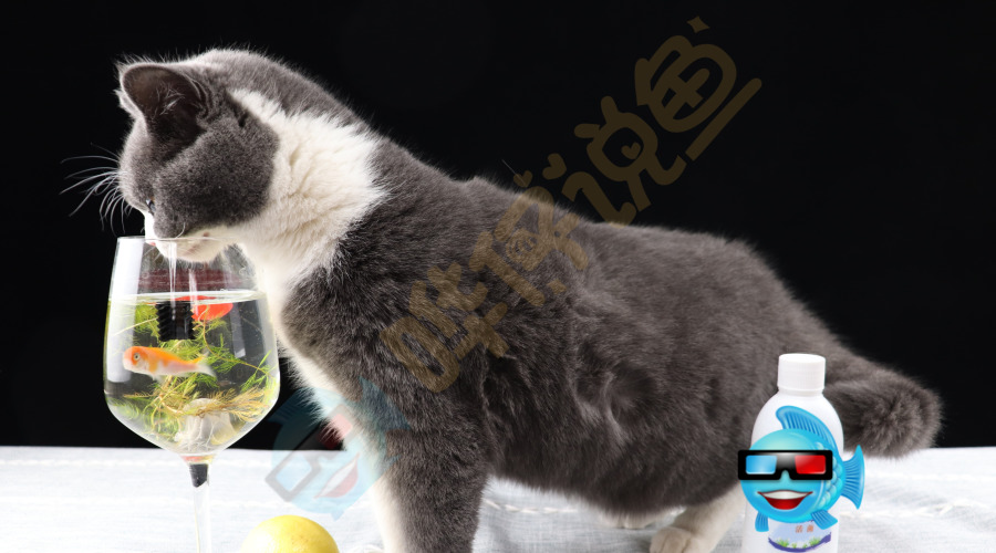 养猫的同时又养鱼是一种怎样的体验?我只想说,观赏鱼会很忐忑