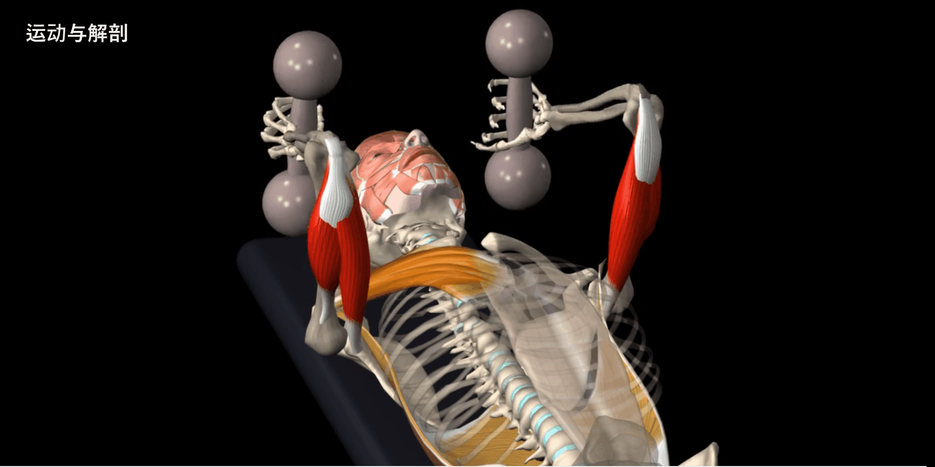 上斜哑铃凳双哑铃臂屈伸