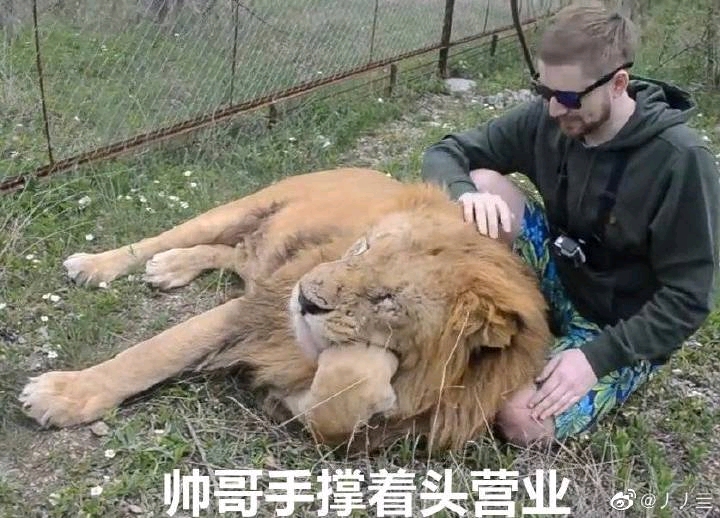 清库存狮狮表情包大乱炖