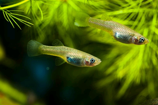 怎样分辨你野采的是食蚊鱼还是青鳉