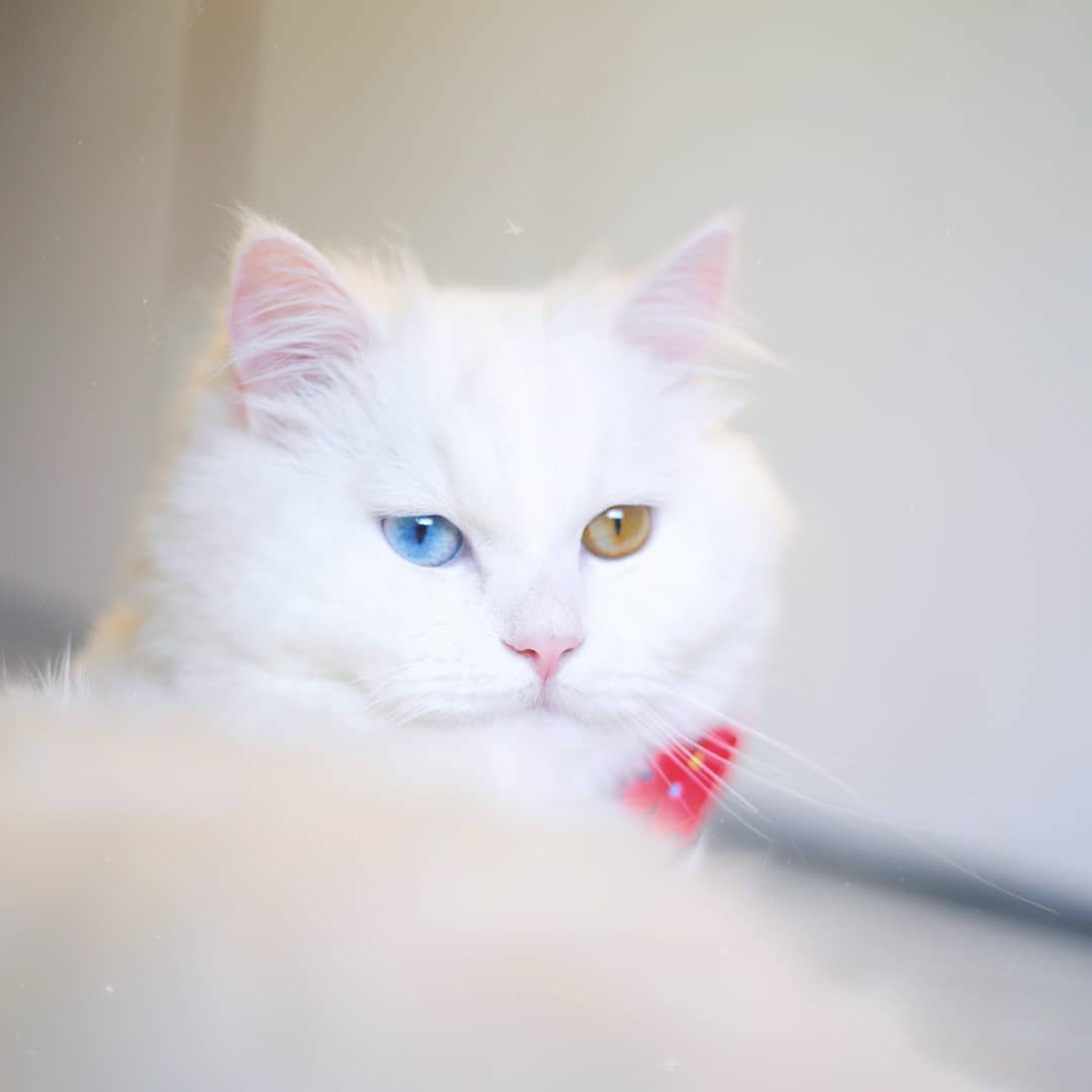 异色瞳的猫咪都是波斯猫显然不是虹膜异色症跟品种没有强关联