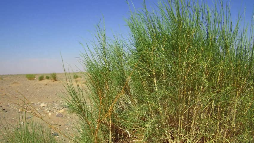 新疆荒漠植物梭梭你不知道的有趣事实