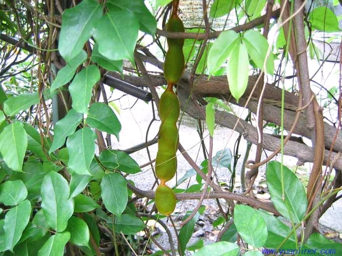 它是豆科植物(豆科,黧豆属,木质,常绿,藤本植物).