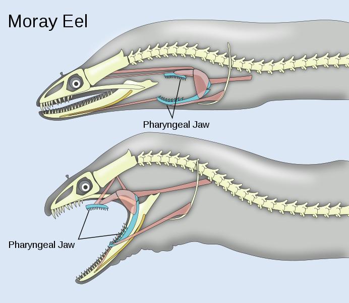 moray eel,moray 这个灵感应该是来自于海鳝(moray eel)的