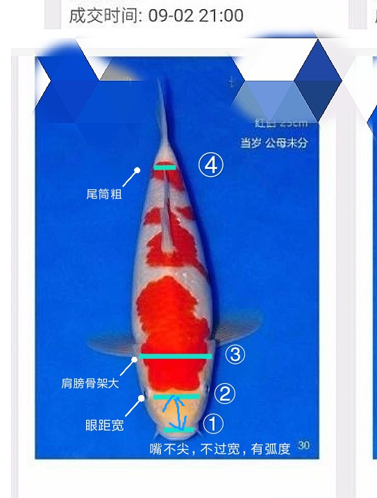 怎样挑选最好的锦鲤 d09930bbb9d74e5edb8fbebad131658689795361.png