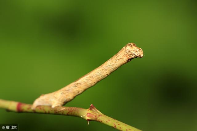 幼虫,蛹和成虫四个时期尺蠖身体细长行动时一屈一伸弯曲时像个拱桥