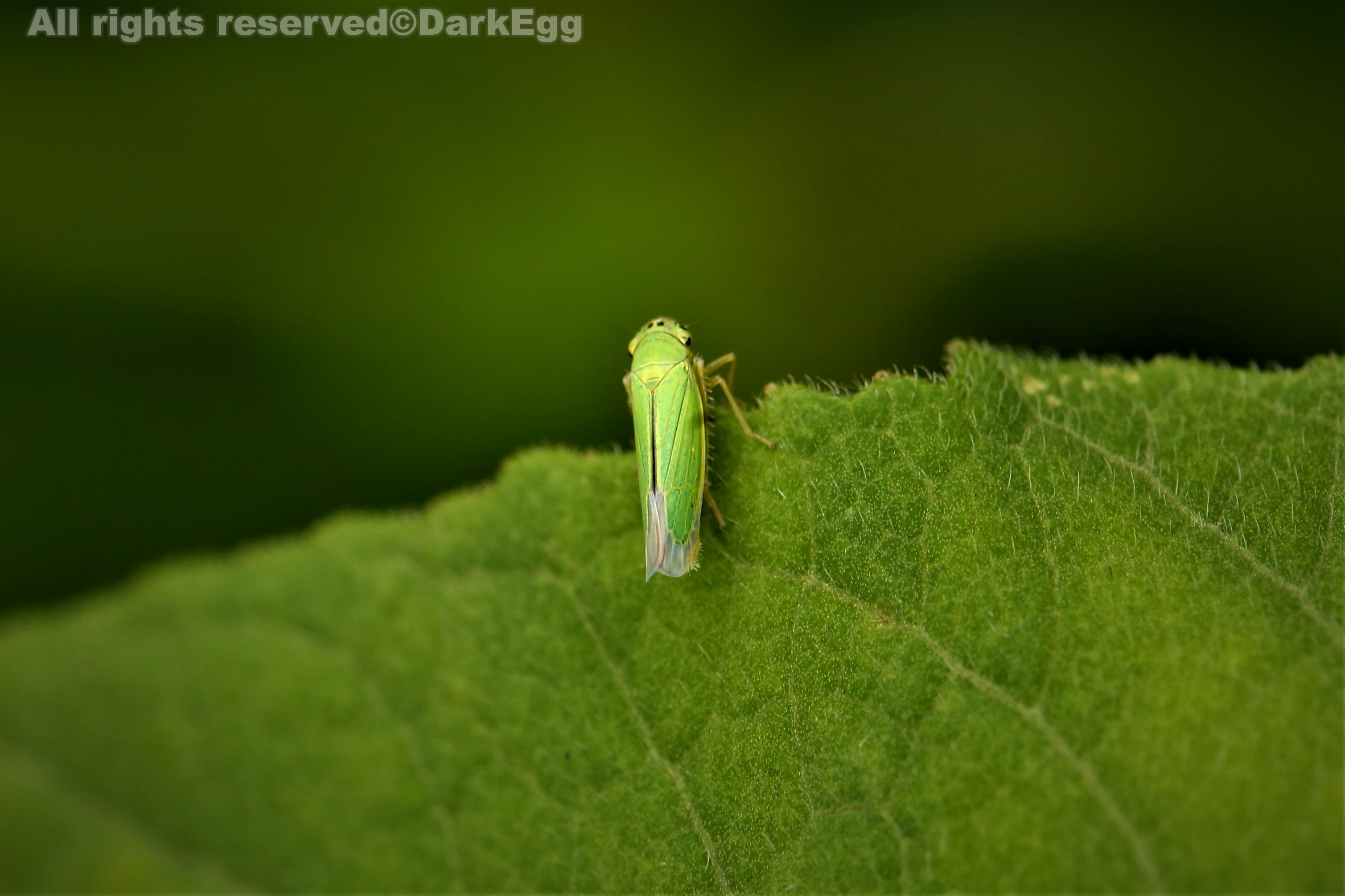 大青叶蝉 cicadella viridis