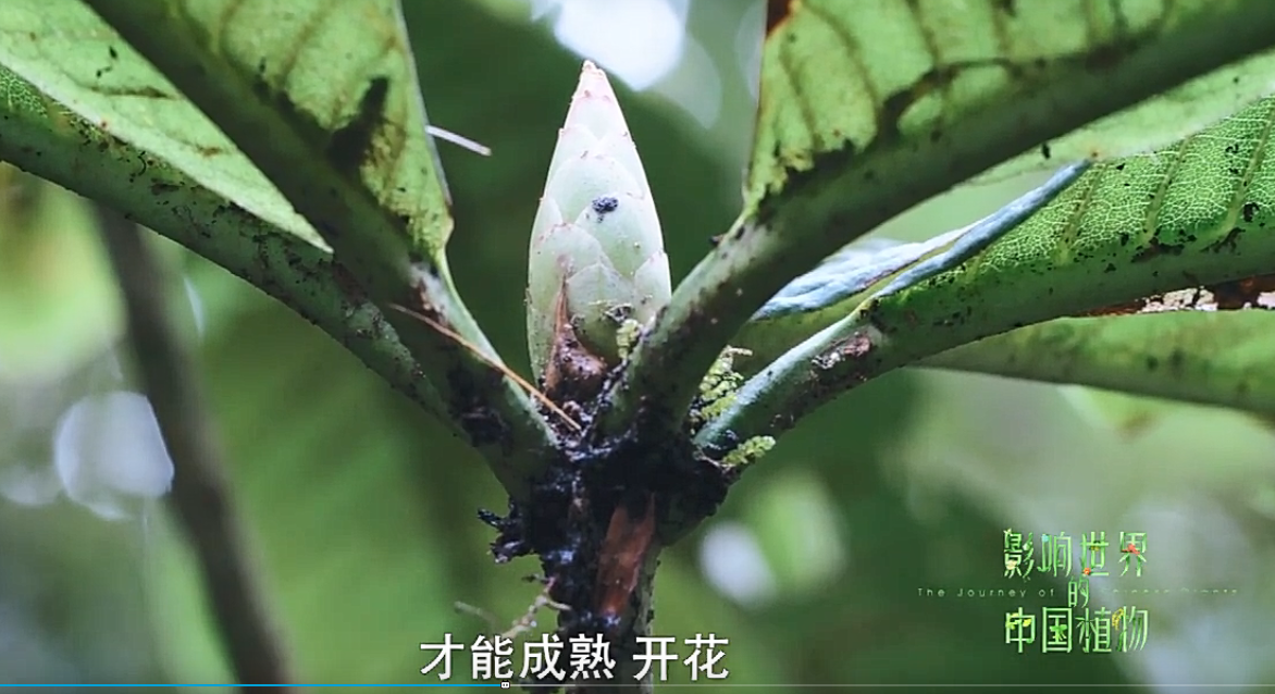 推荐我国一部植物纪录片《影响世界的中国植物》