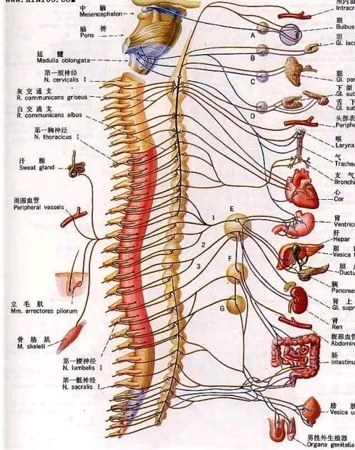 八,人体神经系统