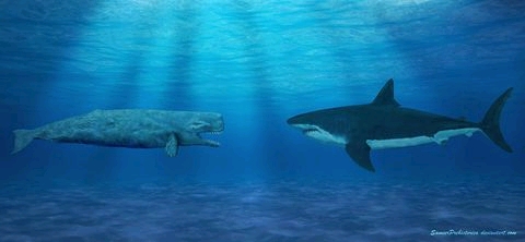 巨齿拟噬人鲨vs梅氏利维坦鲸