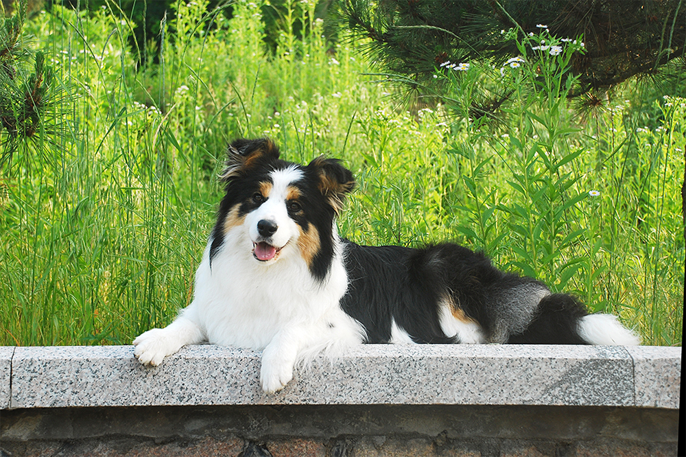 养不养边牧犬的理由在这里,它们有优点也有缺点