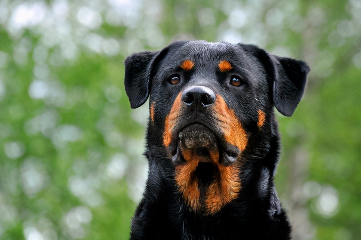 罗威纳相信大家也是比较熟悉了,老警犬品种和护卫犬品种,外表看起来