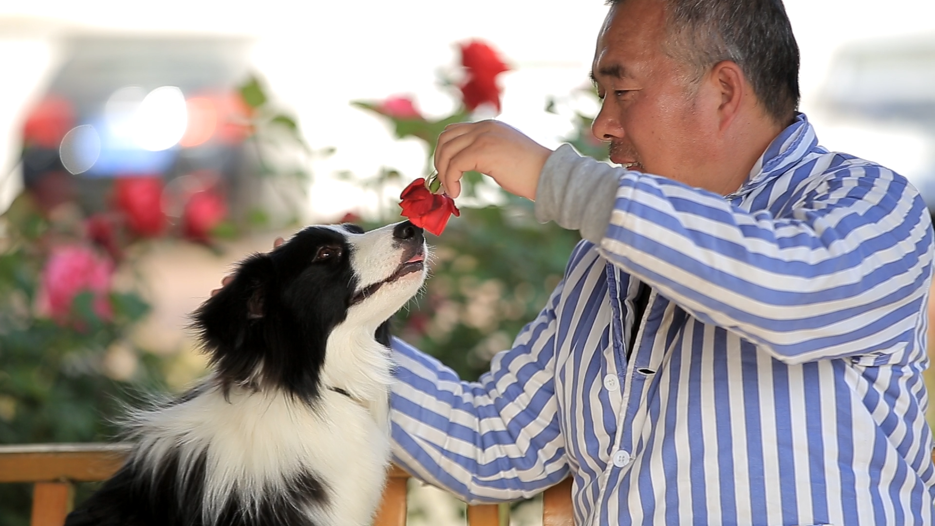 中国工作犬又有新突破!——精神医疗犬,精神抚慰犬问世