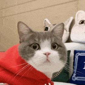 猫猫表情包