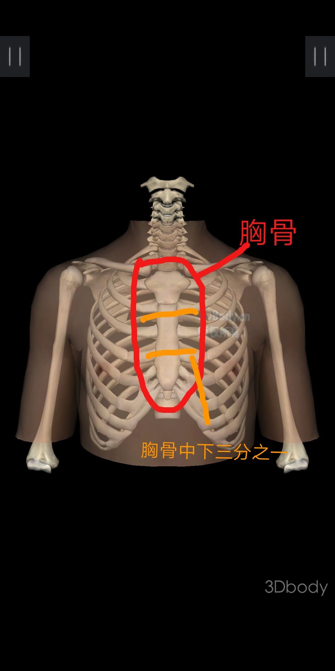 胸外按压的按压点即人体正中线与胸骨中下三分之一的交点部位.
