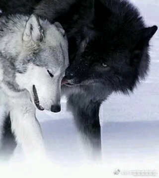最近我看到了一组照片,一下就有了一些想法,是一组白狼和黑狼的图片.
