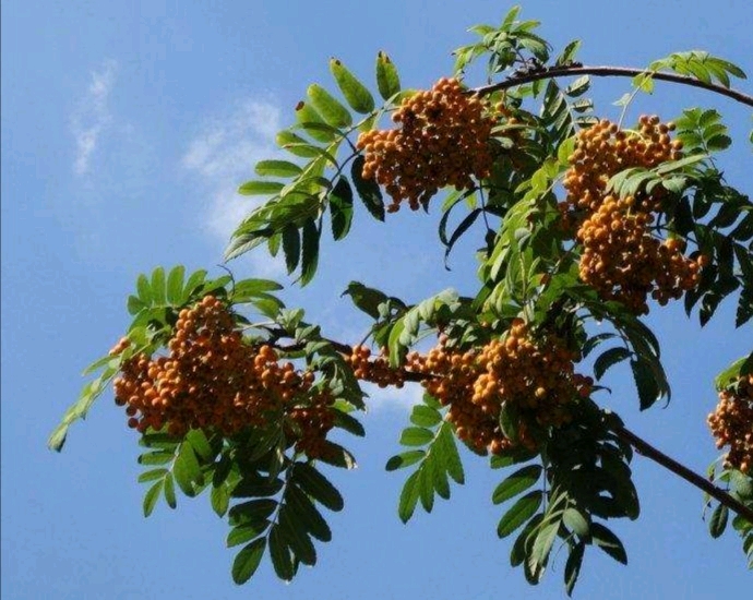 19种杖芯材料 ) rowan 花楸木 花楸木魔杖一直是最受欢迎的魔杖之一