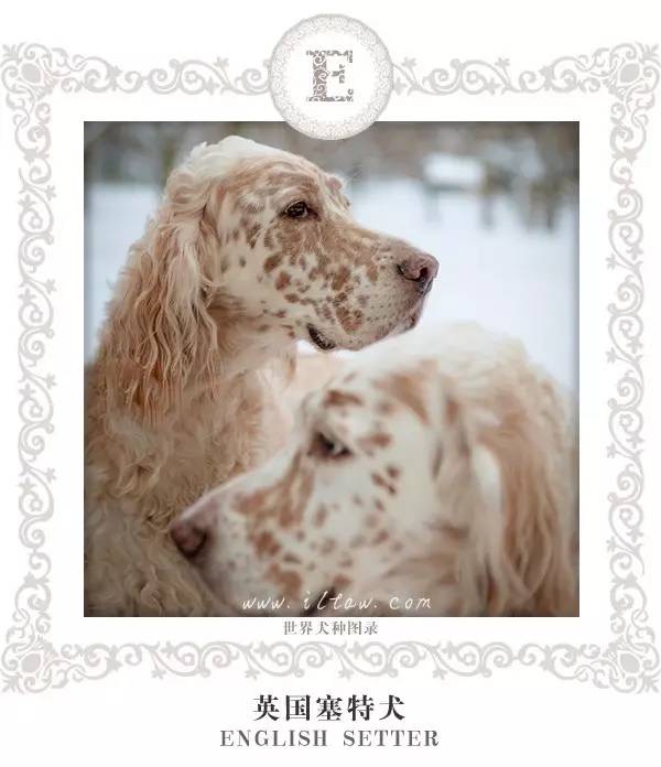 体重: 13-15公斤 功能: 枪猎犬 英国可卡犬,又称确架獚,英国可卡猎鹬