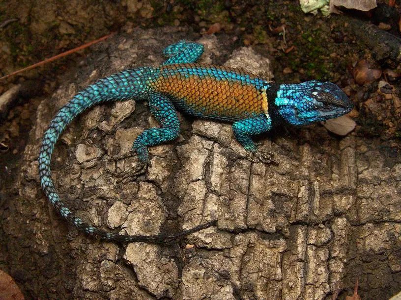 除了漂亮什么优势都没有!肆养图鉴第 157 个物种 | 孔雀针蜥