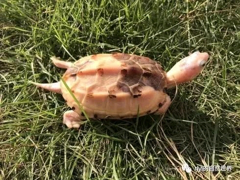 谈谈草龟的分类