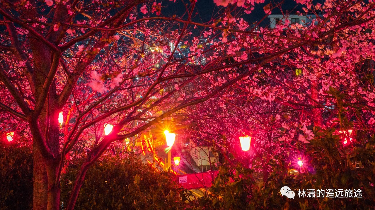 立山公园樱花祭