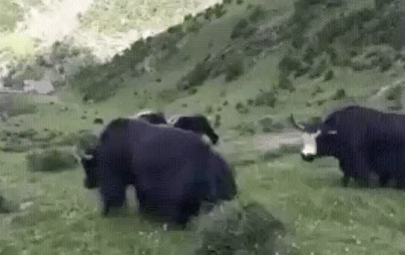 壁纸 动物 狗 狗狗 801_504 gif 动态图 动图