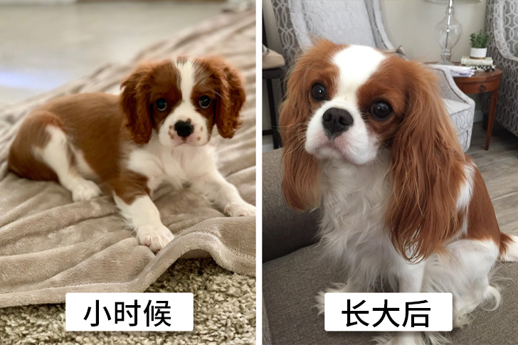 素材来源于网络 这个清单不完整,没有提到可卡犬.