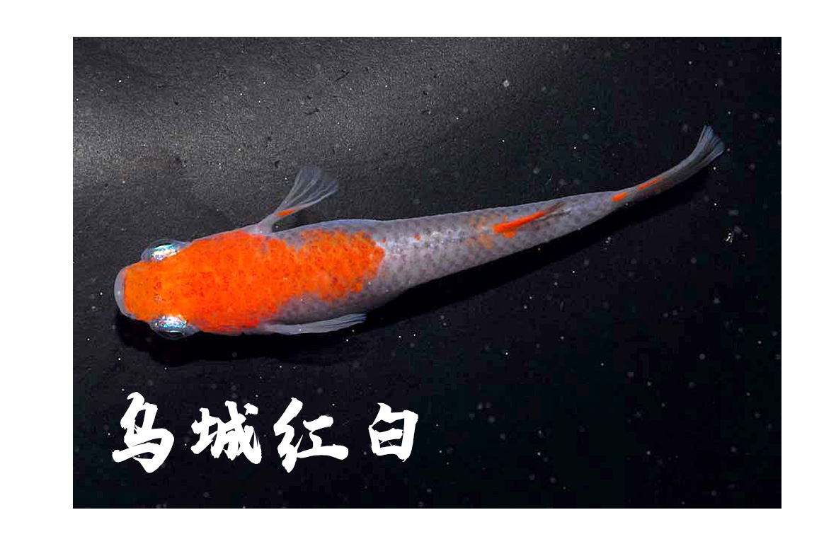 你所不知道的观背青鳉——品种科普第七期 小町,云州,ranni,万叶,乌城