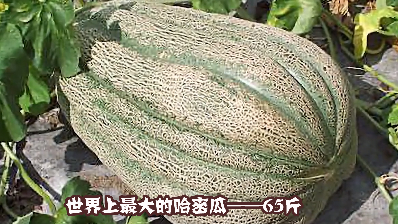 d335519ed336c20d59595375e55586af129c13ec.jpg
