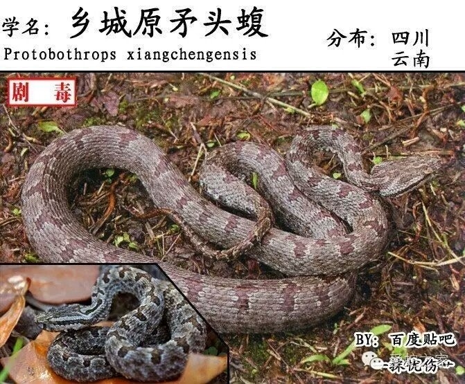 protobothrops xiangchengensis 乡城原矛头蝮 (zhao, jiang and