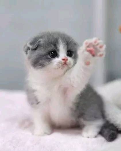 测试,萌猫头像来一波