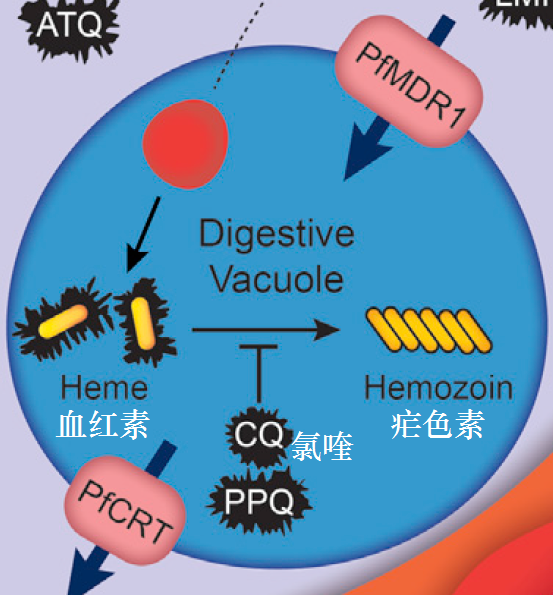 医学博士解密为什么抗疟疾药物能够抗病毒