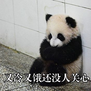 熊猫」 每天定时放送各类表情包,有「搞笑」「逗比」「撕x」「套路」