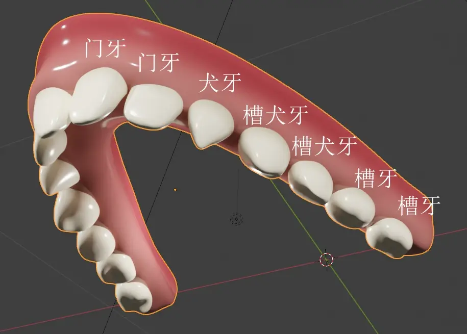 四种牙和牙龈牙和牙龈正面。门牙尖端稍微有点锯齿下牙用上牙复制得到，