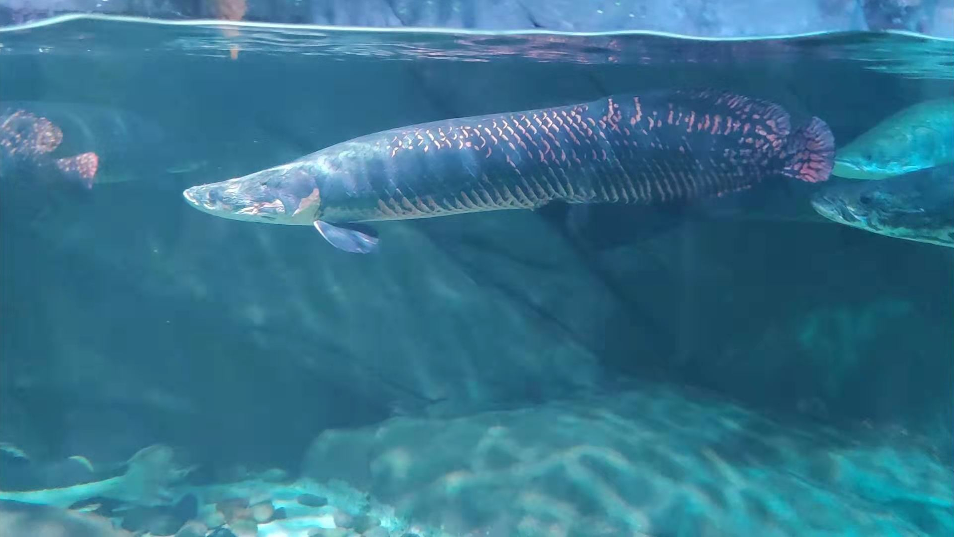 河霸巨骨舌鱼活了1亿年,能长400斤,却没躲过人类的铁锅