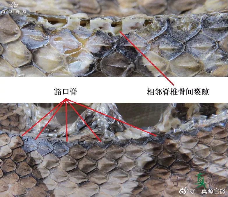 蕲蛇从方胜纹到麦穗纹的鉴别发展